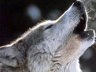 Δείτε τη 10χρονη που λατρεύουν οι… λύκοι! [photos] - Φωτογραφία 1