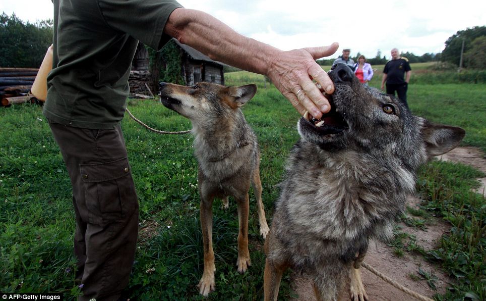 Δείτε τη 10χρονη που λατρεύουν οι… λύκοι! [photos] - Φωτογραφία 6