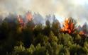 Υπό έλεγχο η φωτιά στο Μουρίκι Καλαβρύτων - Έγιναν στάχτη 150 στρέμματα