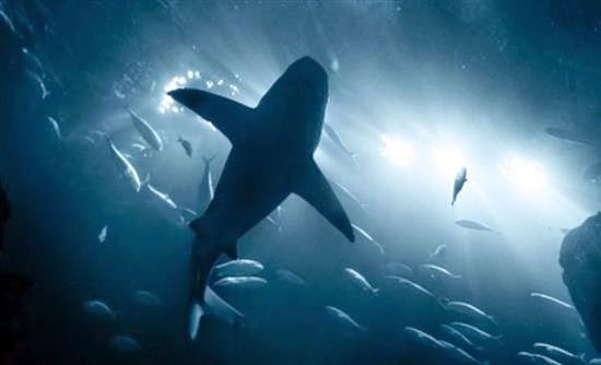 Καρχαρίες επιτίθενται στις υποβρύχιες οπτικές ίνες της Google - Φωτογραφία 1
