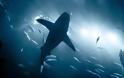 Καρχαρίες επιτίθενται στις υποβρύχιες οπτικές ίνες της Google