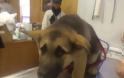 Σκυλιά προσπαθούν να γλιτώσουν από τον κτηνίατρο! [photos]