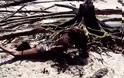 Νεκρή γοργόνα καταγράφεται από θαλάσσιο βιολόγο…Πανικός στο youtube με το βίντεο!