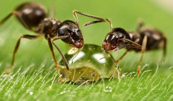 Μπορούν τα μυρμήγκια να μας σώσουν από την κλιματική αλλαγή; - Φωτογραφία 1