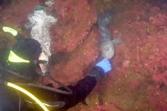 Γνωρίζοντας από κοντά το χέλι – λύκο... [photos+video]