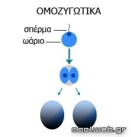 Γιατί έχουμε δίδυμα κατά την εγκυμοσύνη; Τι συνέβη; - Φωτογραφία 4