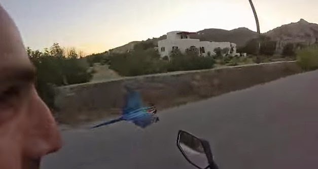 Απίθανος παπαγάλος πετάει δίπλα από μοτοσυκλέτα... [video] - Φωτογραφία 1