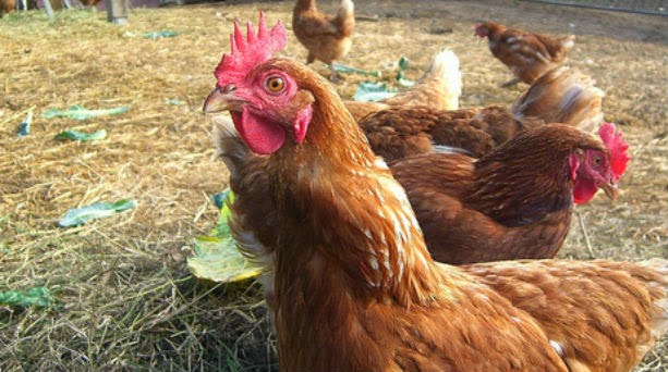 Ανδραβίδα: Έριξαν φυτοφάρμακο σε κότες - Φωτογραφία 1