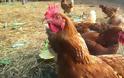 Ανδραβίδα: Έριξαν φυτοφάρμακο σε κότες