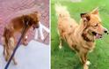 Η ολοκληρωτική μεταμόρφωση αδέσποτων σκύλων! [photos]