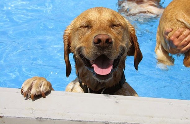 Σκυλιά απολαμβάνουν βουτιές σε πισίνα... Δείτε τις φοβερές φωτογραφίες! [photos] - Φωτογραφία 1