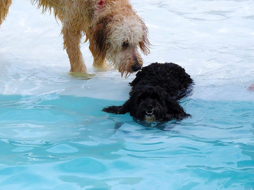 Σκυλιά απολαμβάνουν βουτιές σε πισίνα... Δείτε τις φοβερές φωτογραφίες! [photos] - Φωτογραφία 10