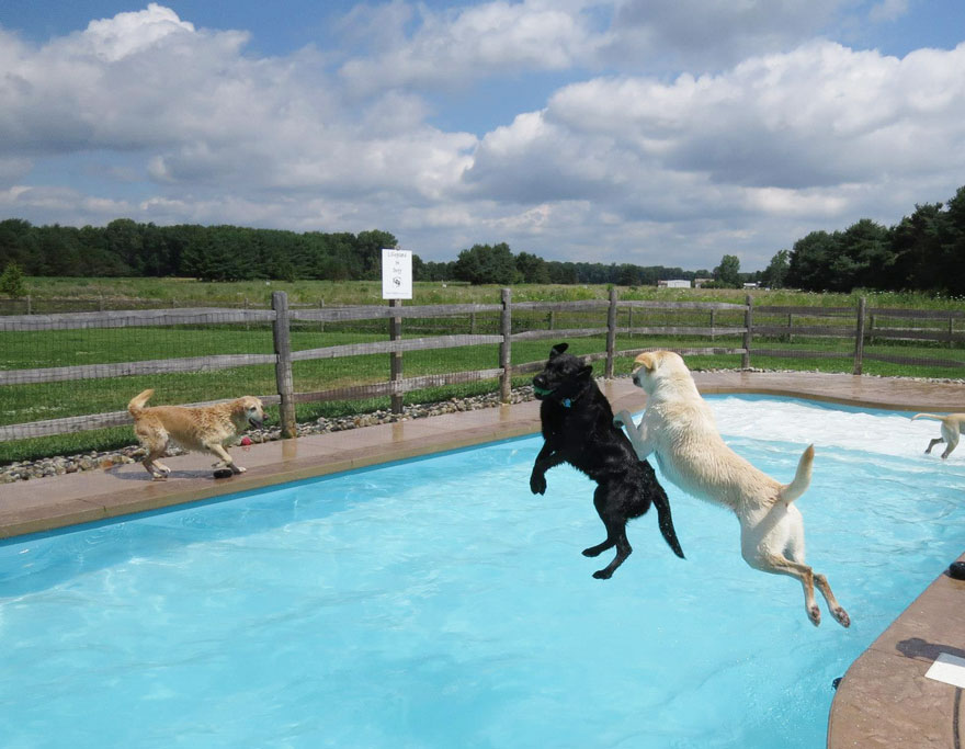 Σκυλιά απολαμβάνουν βουτιές σε πισίνα... Δείτε τις φοβερές φωτογραφίες! [photos] - Φωτογραφία 11