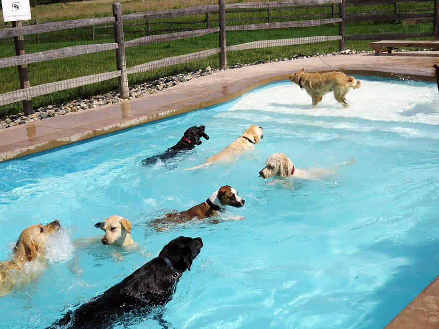 Σκυλιά απολαμβάνουν βουτιές σε πισίνα... Δείτε τις φοβερές φωτογραφίες! [photos] - Φωτογραφία 12