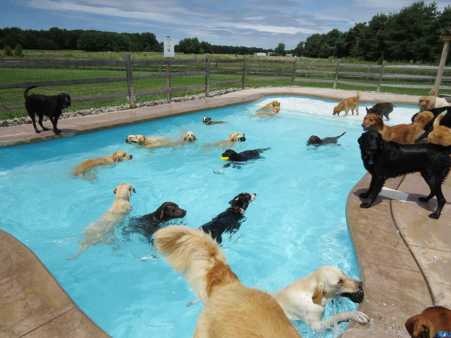 Σκυλιά απολαμβάνουν βουτιές σε πισίνα... Δείτε τις φοβερές φωτογραφίες! [photos] - Φωτογραφία 2