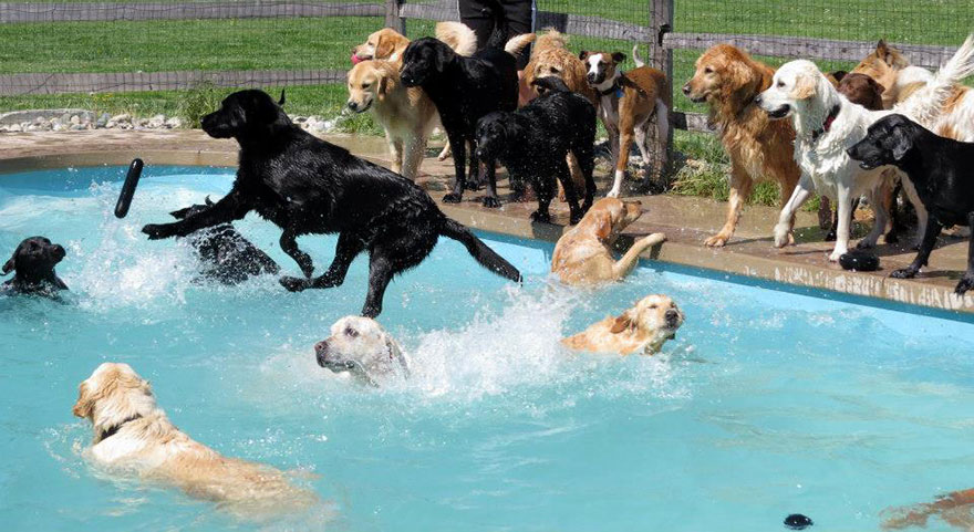Σκυλιά απολαμβάνουν βουτιές σε πισίνα... Δείτε τις φοβερές φωτογραφίες! [photos] - Φωτογραφία 3