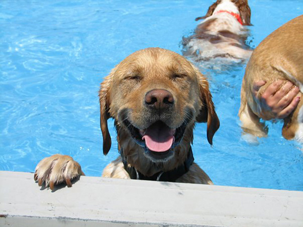 Σκυλιά απολαμβάνουν βουτιές σε πισίνα... Δείτε τις φοβερές φωτογραφίες! [photos] - Φωτογραφία 4