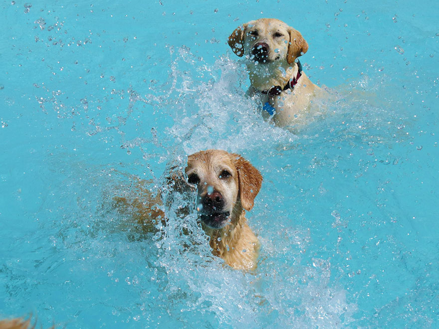 Σκυλιά απολαμβάνουν βουτιές σε πισίνα... Δείτε τις φοβερές φωτογραφίες! [photos] - Φωτογραφία 8