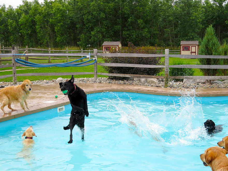 Σκυλιά απολαμβάνουν βουτιές σε πισίνα... Δείτε τις φοβερές φωτογραφίες! [photos] - Φωτογραφία 9