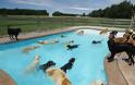 Σκυλιά απολαμβάνουν βουτιές σε πισίνα... Δείτε τις φοβερές φωτογραφίες! [photos] - Φωτογραφία 2
