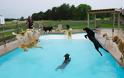Σκυλιά απολαμβάνουν βουτιές σε πισίνα... Δείτε τις φοβερές φωτογραφίες! [photos] - Φωτογραφία 6