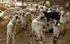 Ενημέρωση των κτηνοτρόφων για τον καταρροϊκό πυρετό - Φωτογραφία 1