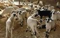 Ενημέρωση των κτηνοτρόφων για τον καταρροϊκό πυρετό