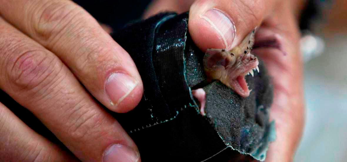 Αμαλιάδα: Συναγερμός απο δάγκωμα νυχτερίδας σε 60χρονο - Κινητοποίηση φαρμακοποιού από την Πάτρα - Φωτογραφία 1