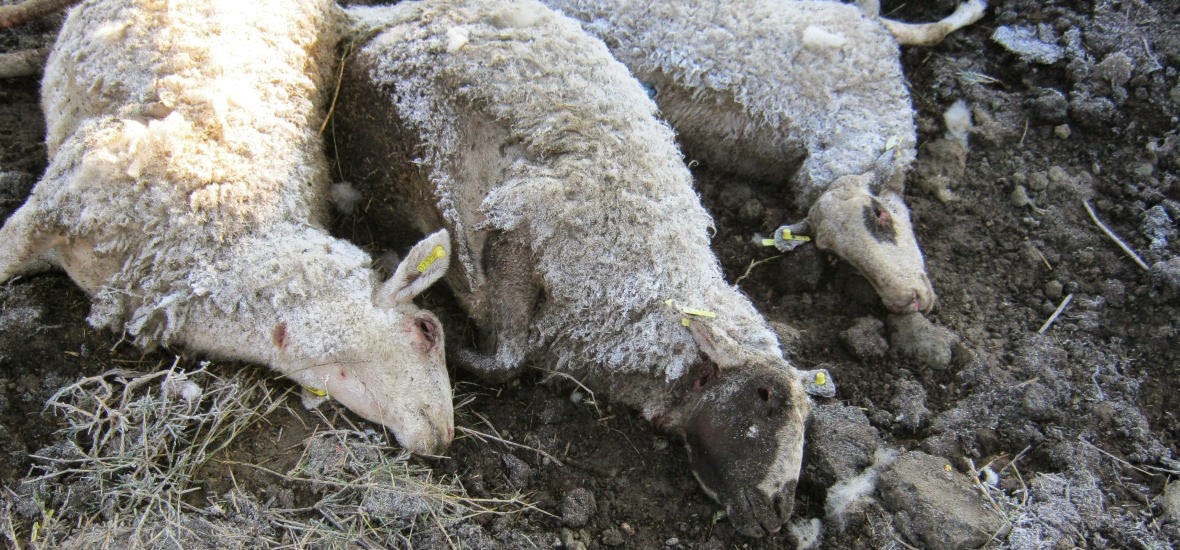 Μαραθιά Αμαλιάδας: Φαρμάκωσαν πρόβατα, σκύλους και κότες σε στάβλο - Φωτογραφία 1