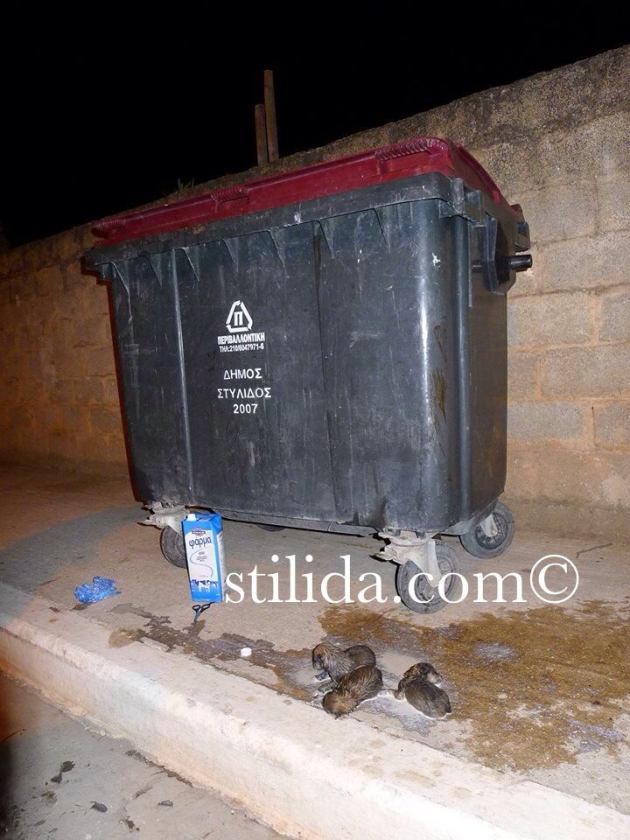Νεογέννητα κουταβάκια πεταμένα σε κάδο σκουπιδιών στη Στυλίδα - Φωτογραφία 2