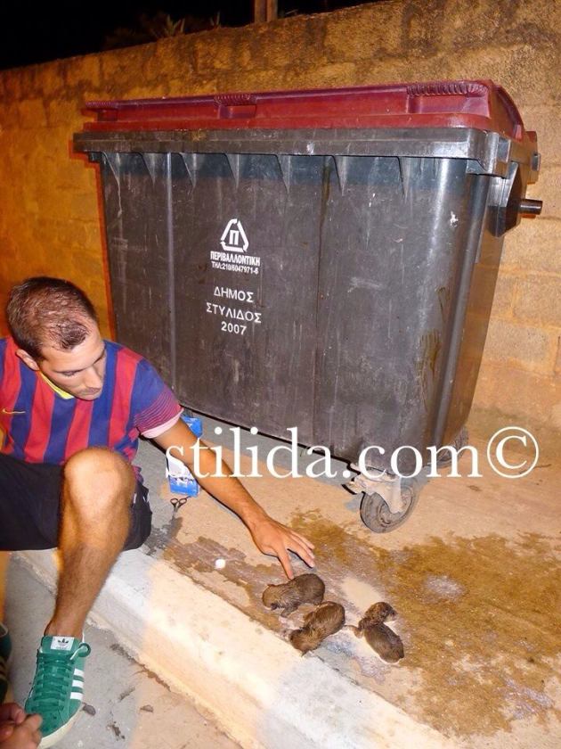 Νεογέννητα κουταβάκια πεταμένα σε κάδο σκουπιδιών στη Στυλίδα - Φωτογραφία 4