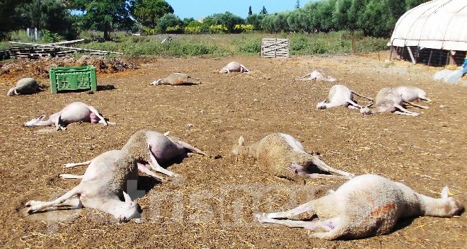 Δηλητηρίασαν ολόκληρο κοπάδι πρόβατα! - Φωτογραφία 4