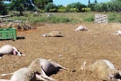 Δηλητηρίασαν ολόκληρο κοπάδι πρόβατα!