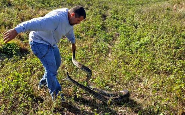 Πιάνει πύθωνες για να σώσει το περιβάλλον... [photos+video] - Φωτογραφία 1