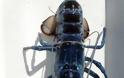 Βγήκε μπλε αστακός στις βορειοανατολικές ακτές των ΗΠΑ... [photos] - Φωτογραφία 2