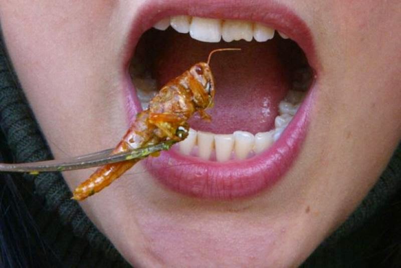 Μπορεί να αντιμετωπιστεί η παγκόσμια πείνα με την κατανάλωση εντόμων; - Φωτογραφία 1