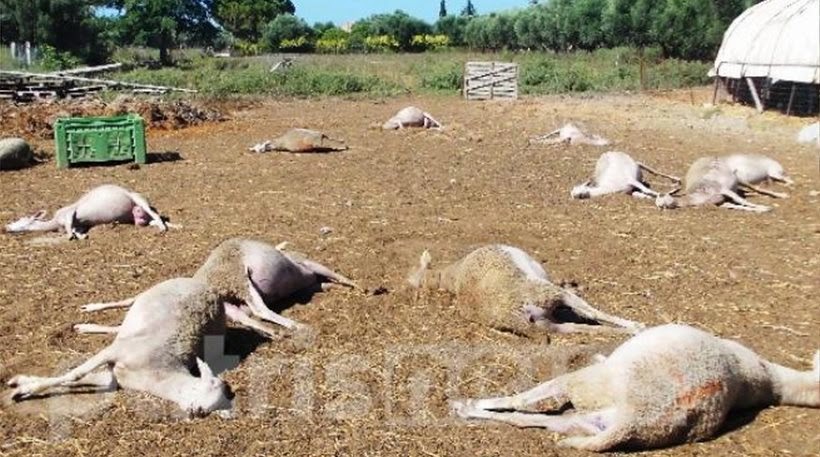 Ηλεία: Δηλητηρίασαν ολόκληρο κοπάδι πρόβατα - Φωτογραφία 1