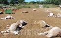 Ηλεία: Δηλητηρίασαν ολόκληρο κοπάδι πρόβατα