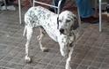 «Έφυγε» ο Φώτης της Μυτιλήνης - Το σκυλί - σύμβολο της πόλης μας