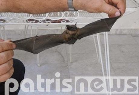 Αμαλιάδα: Εξιτήριο για τον 60χρονο τον οποίο δάγκωσε νυχτερίδα - Φωτογραφία 1