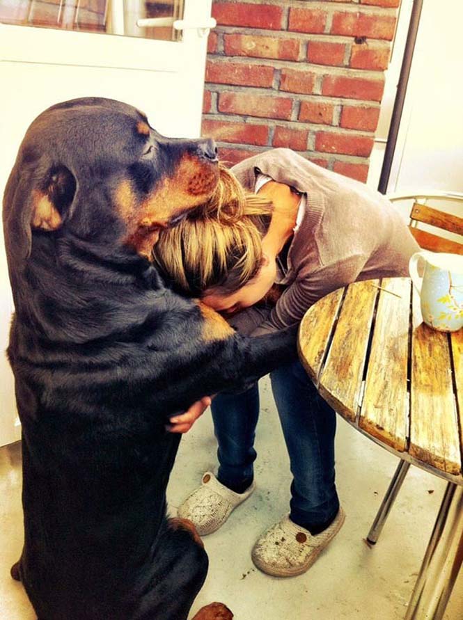 Δείτε τις πραγματικά συγκινητικές φωτογραφίες σκύλων που αγκαλιάζουν τον άνθρωπο τους... [photos] - Φωτογραφία 3