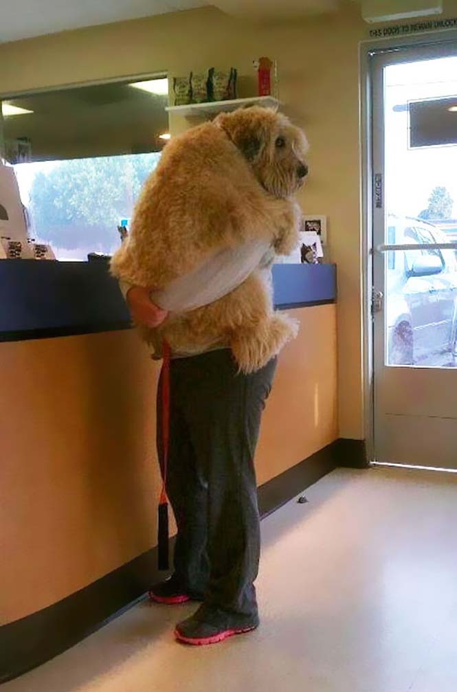 Δείτε τις πραγματικά συγκινητικές φωτογραφίες σκύλων που αγκαλιάζουν τον άνθρωπο τους... [photos] - Φωτογραφία 7