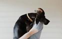 Δείτε τις πραγματικά συγκινητικές φωτογραφίες σκύλων που αγκαλιάζουν τον άνθρωπο τους... [photos] - Φωτογραφία 6
