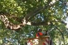 Μετά τον τραγικό θάνατο του παιδιού κλαδεύουν τα πλατάνια στις Κομποτάδες [photos + video}