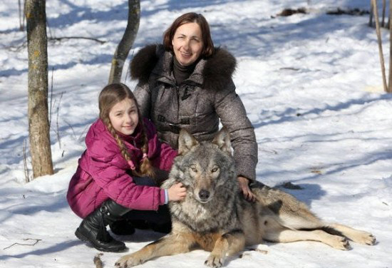 Οικογένεια έχει λύκους για… κατοικίδια! [photos + video] - Φωτογραφία 2