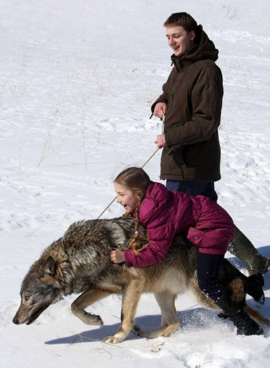 Οικογένεια έχει λύκους για… κατοικίδια! [photos + video] - Φωτογραφία 3