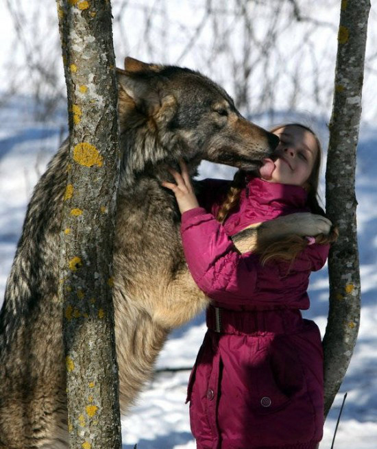 Οικογένεια έχει λύκους για… κατοικίδια! [photos + video] - Φωτογραφία 5