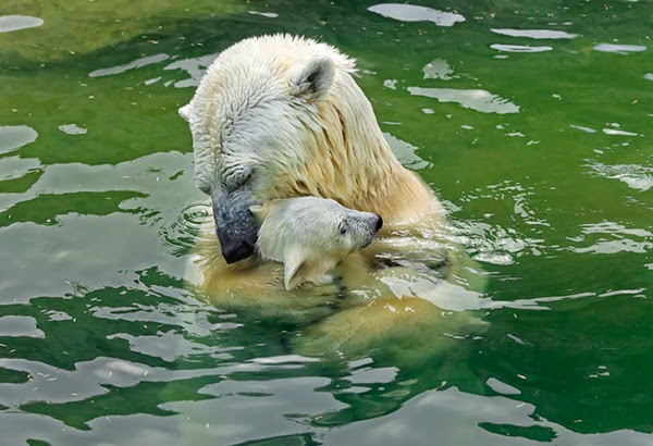 Μαμάδες αρκούδες ποζάρουν με τα μωρά τους... Δείτε τις απίστευτες φωτογραφίες! [photos] - Φωτογραφία 1