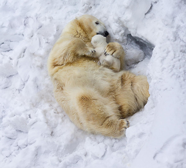 Μαμάδες αρκούδες ποζάρουν με τα μωρά τους... Δείτε τις απίστευτες φωτογραφίες! [photos] - Φωτογραφία 10