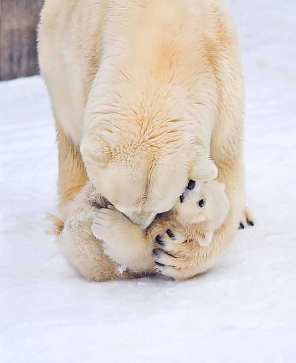 Μαμάδες αρκούδες ποζάρουν με τα μωρά τους... Δείτε τις απίστευτες φωτογραφίες! [photos] - Φωτογραφία 12